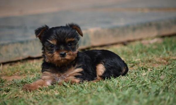 Pure Yorkshire terrier pups